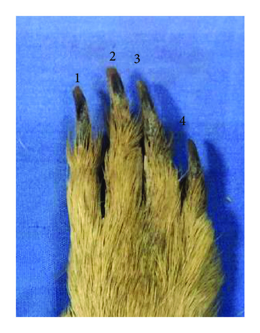 (a) The relative size of each toe