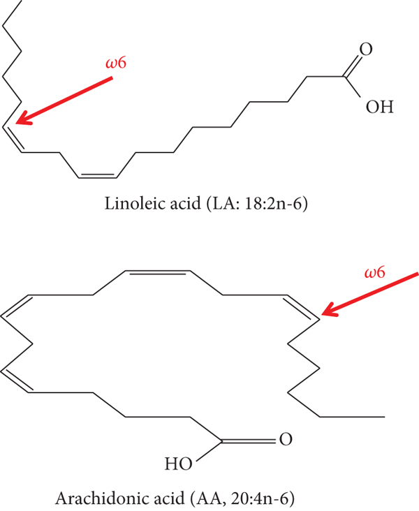 (b) ω-6 polyunsaturated fatty acids